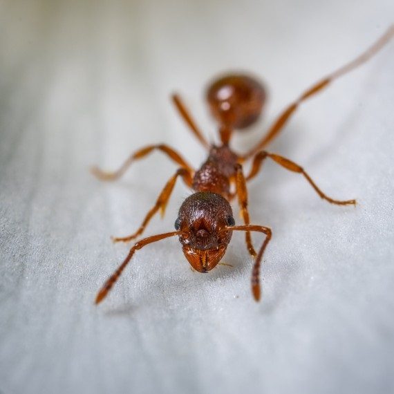 Field Ants, Pest Control in Wallington, SM6. Call Now! 020 8166 9746