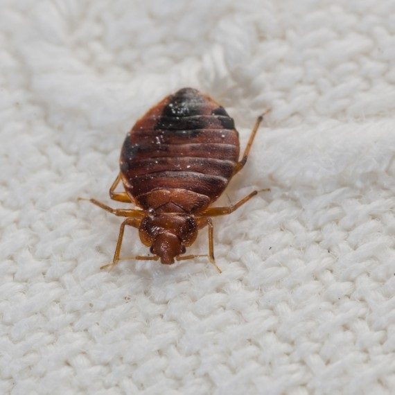 Bed Bugs, Pest Control in Wallington, SM6. Call Now! 020 8166 9746