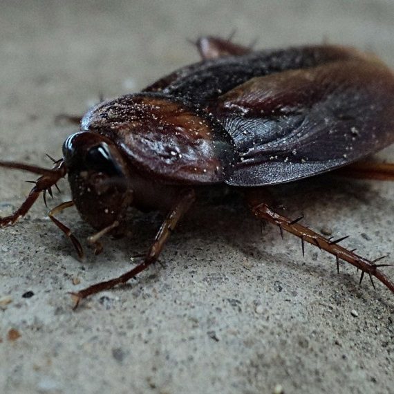 Cockroaches, Pest Control in Wallington, SM6. Call Now! 020 8166 9746