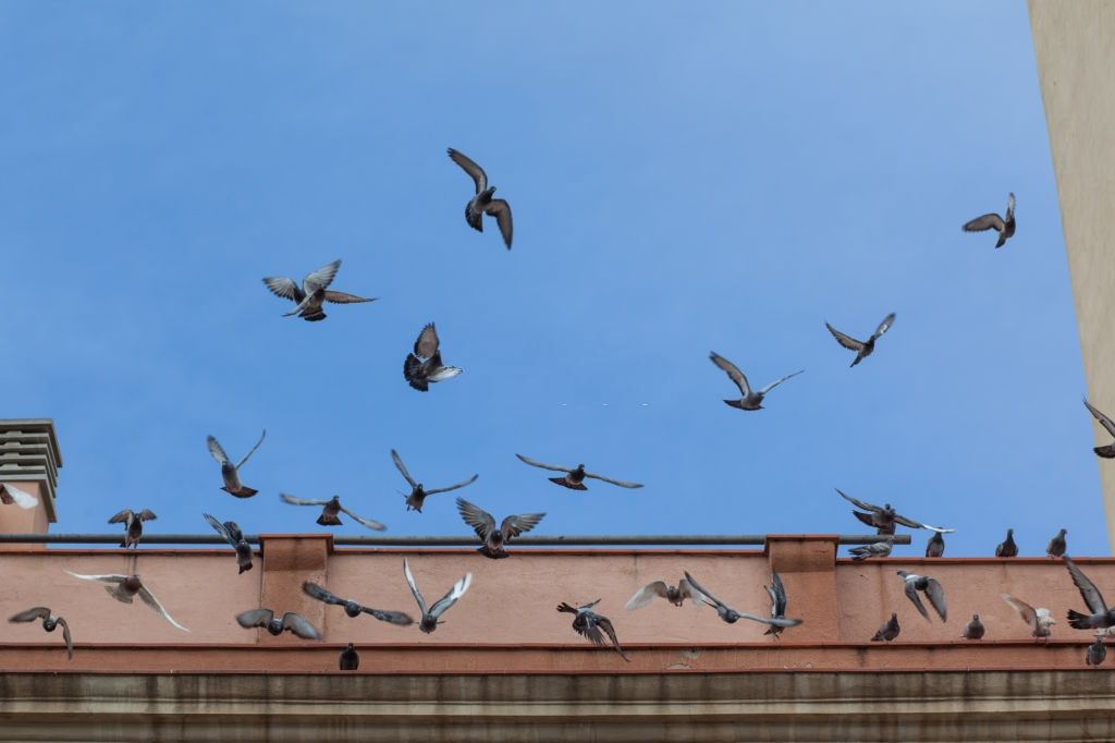Pigeon Pest, Pest Control in Wallington, SM6. Call Now 020 8166 9746