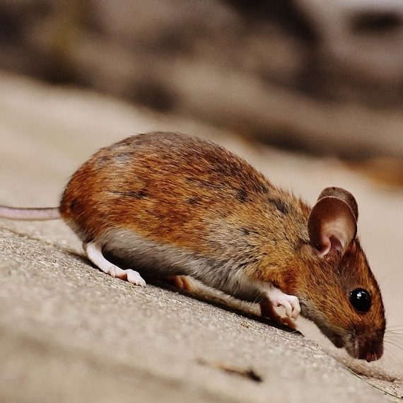 Mice, Pest Control in Wallington, SM6. Call Now! 020 8166 9746