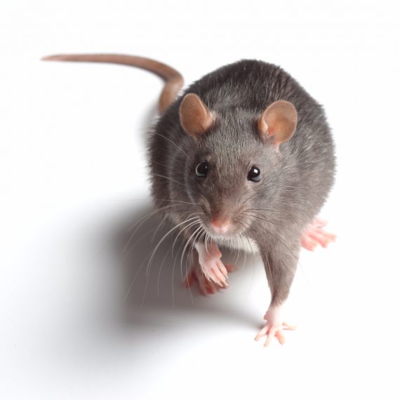 Rats, Pest Control in Wallington, SM6. Call Now! 020 8166 9746