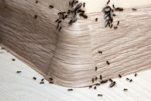 Ant Control, Pest Control in Wallington, SM6. Call Now 020 8166 9746