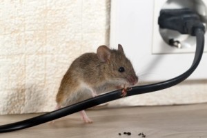 Mice Control, Pest Control in Wallington, SM6. Call Now 020 8166 9746