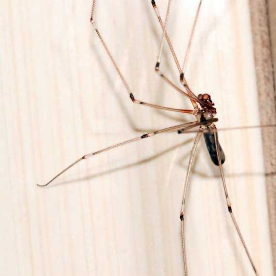 Spiders, Pest Control in Wallington, SM6. Call Now! 020 8166 9746