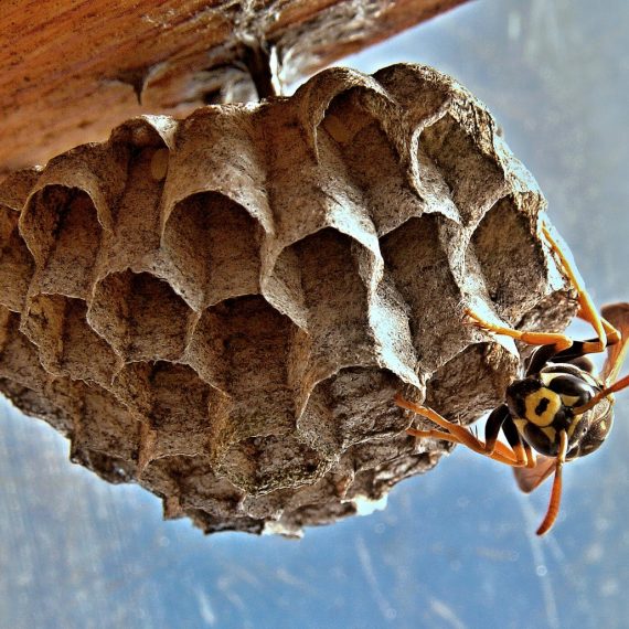 Wasps Nest, Pest Control in Wallington, SM6. Call Now! 020 8166 9746