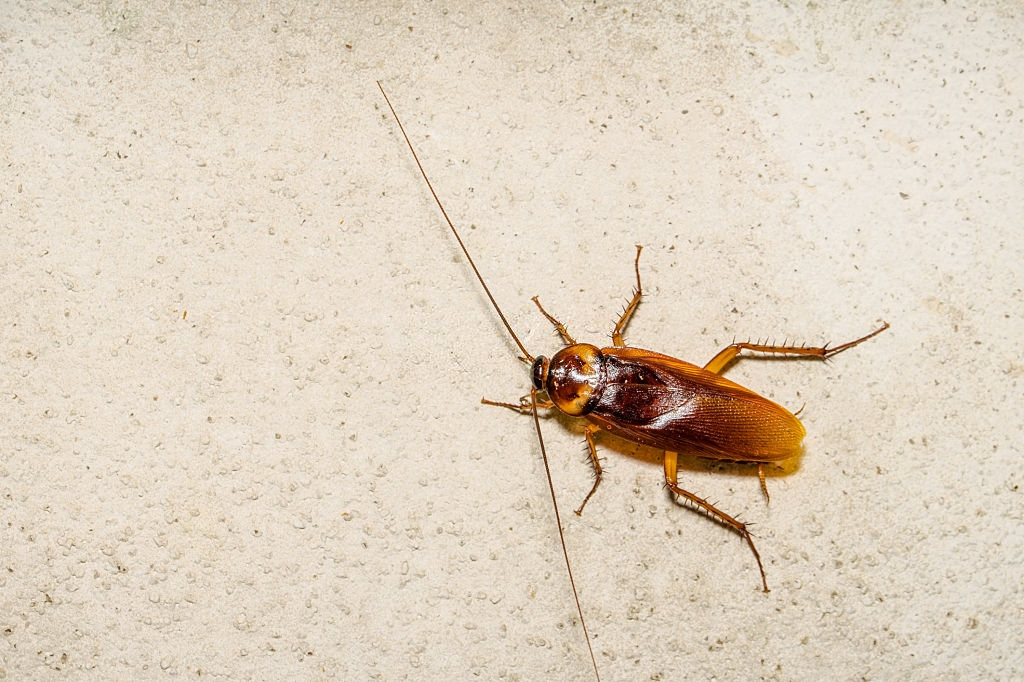 Cockroach Control, Pest Control in Wallington, SM6. Call Now 020 8166 9746