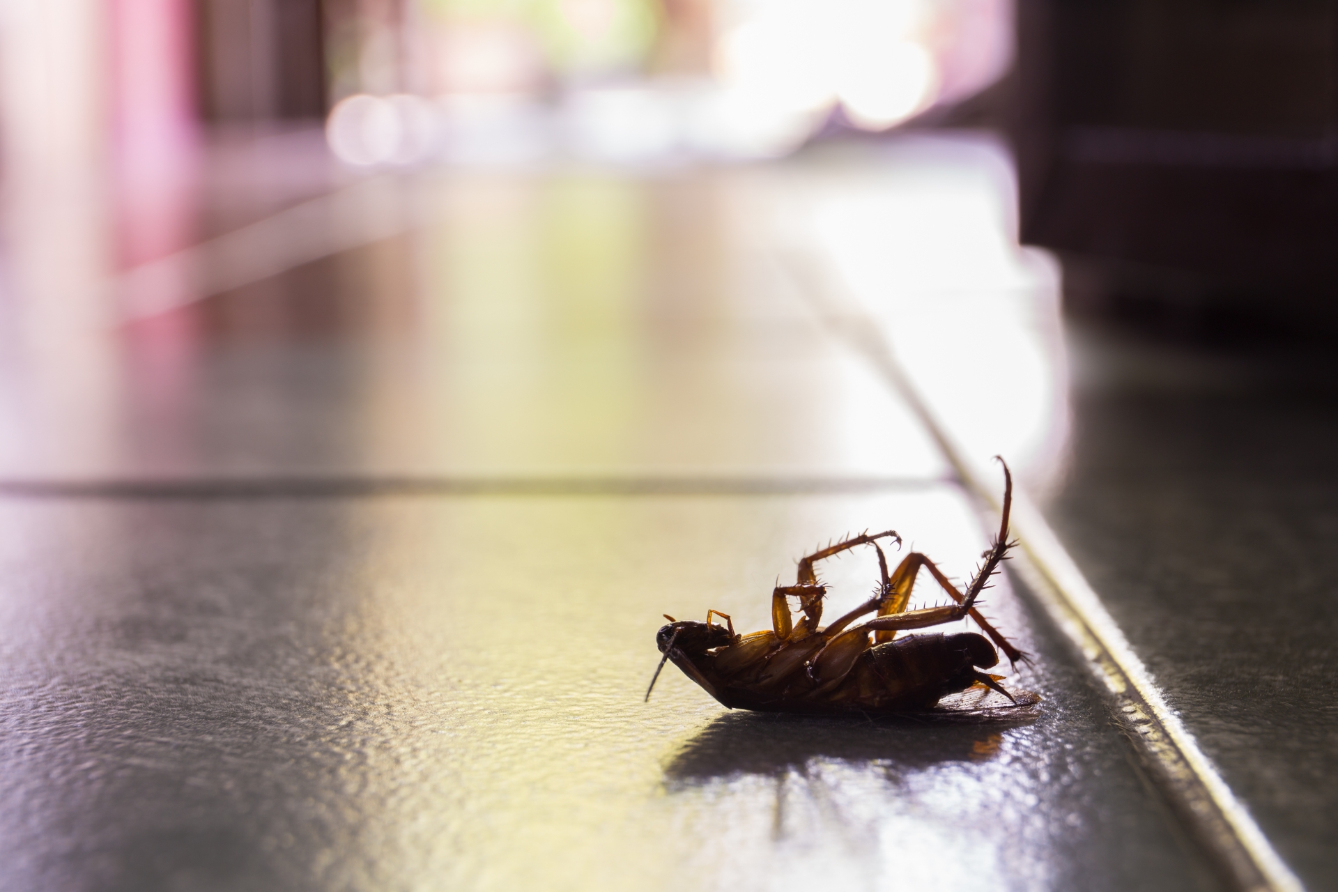 Cockroach Control, Pest Control in Wallington, SM6. Call Now 020 8166 9746