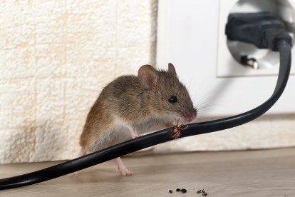 Pest Control in Wallington, SM6. Call Now! 020 8166 9746