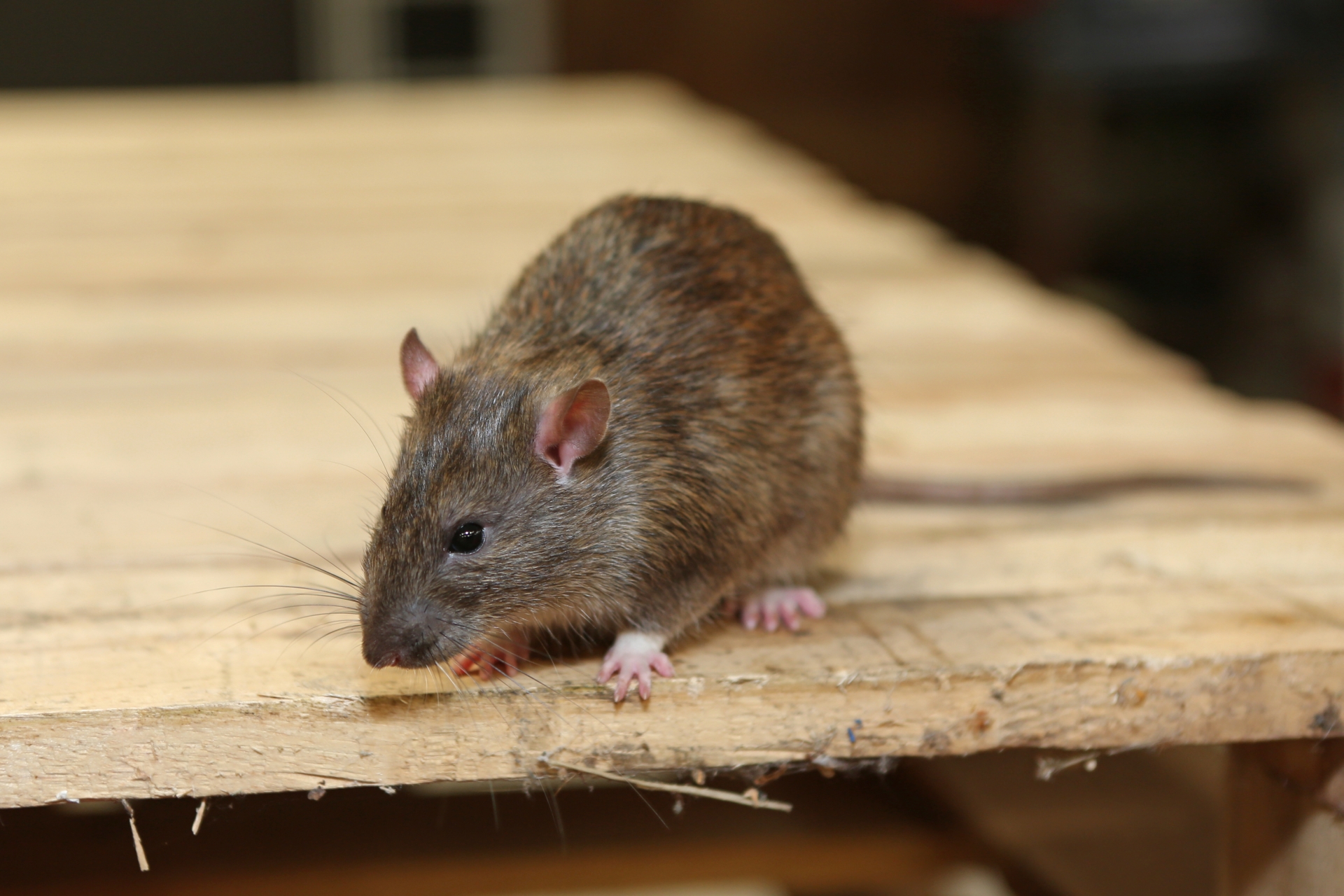 Rat Infestation, Pest Control in Wallington, SM6. Call Now 020 8166 9746