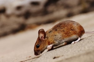 Mice Exterminator, Pest Control in Wallington, SM6. Call Now 020 8166 9746