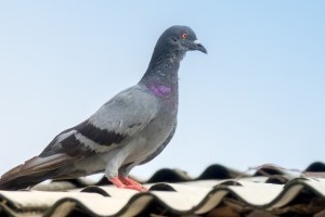 Pigeon Control, Pest Control in Wallington, SM6. Call Now 020 8166 9746
